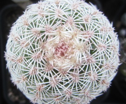 Echinocereus <br>pectinatus weigeri ctnoides