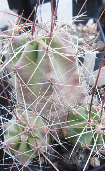 Echinocereus <br>enneacanthus