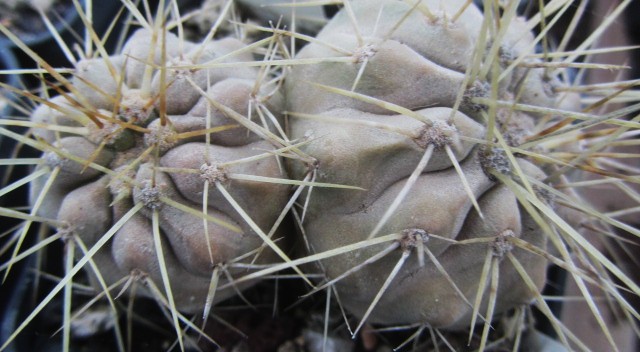 Copiapoa <br>haseltoniana