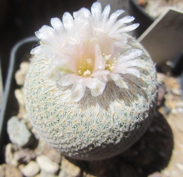 Epithelantha <br>bokei