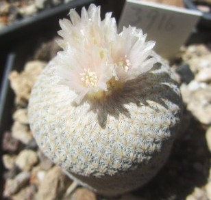 Epithelantha <br>bokei