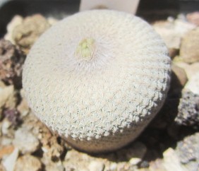 Epithelantha <br>bokei