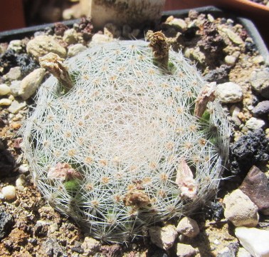 Mammillaria <br>lenta