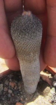 Epithelantha <br>pachyrhiza