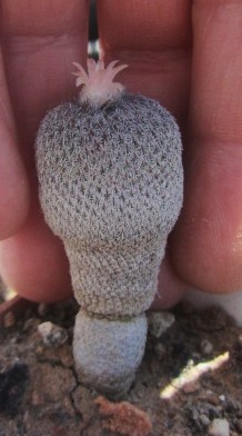 Epithelantha <br>pachyrhiza