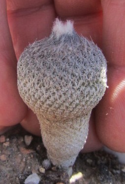 Epithelantha <br>pachyrhiza