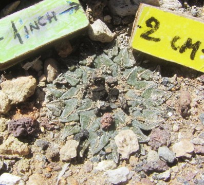 Ariocarpus <br>kotschoubeyanus elephantidens