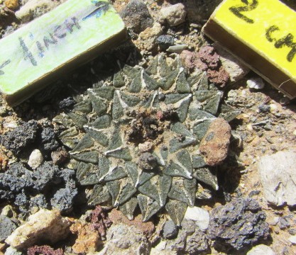 Ariocarpus <br>kotschoubeyanus elephantidens
