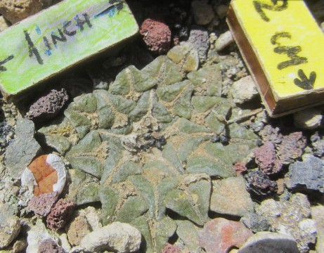Ariocarpus <br>kotschoubeyanus elephantidens