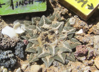 Ariocarpus <br>kotschoubeyanus elephantidens