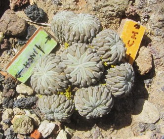 Pelecyphora <br>aselliformis