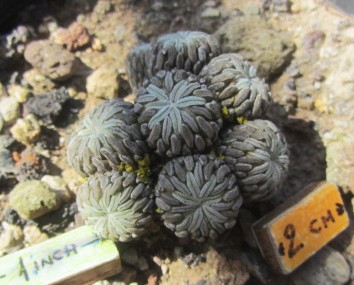 Pelecyphora <br>aselliformis