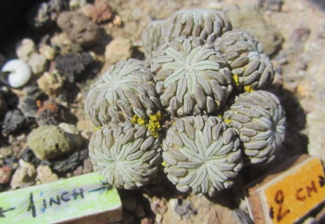 Pelecyphora <br>aselliformis