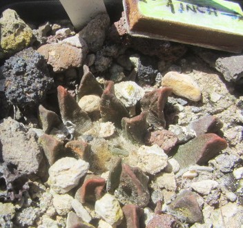 Ariocarpus <br>scaphirostris