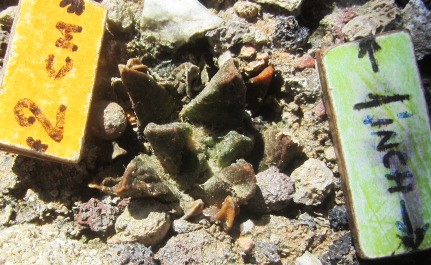 Ariocarpus <br>scaphirostris