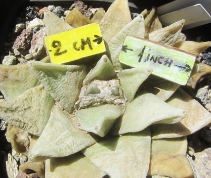 Ariocarpus <br>retusus furfuraces