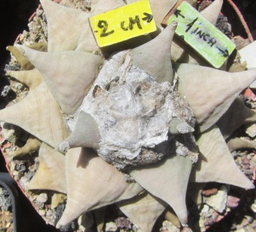 Ariocarpus <br>retusus furfuraces