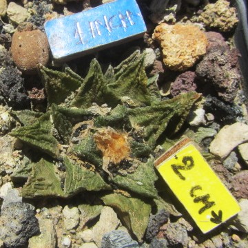 Ariocarpus <br>schaphitrostris x fissuratus