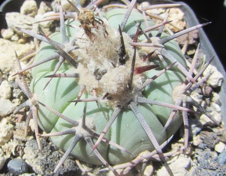Echinocactus <br>horizonthalonius
