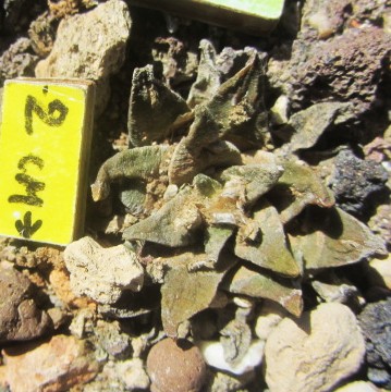 Ariocarpus <br>cv f2 x agavoides x ret x ?