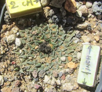 Ariocarpus <br>kotschoubeyanus