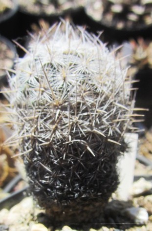Echinomastus <br>sp