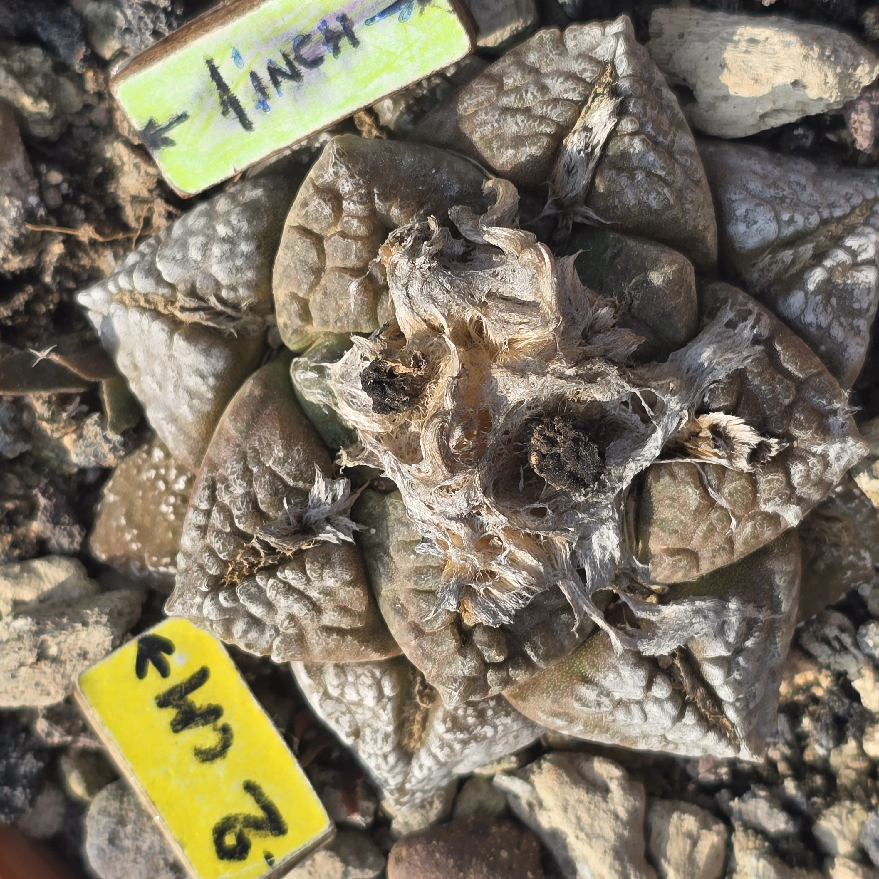 Ariocarpus <br>fissuratus intermedius