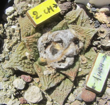 Ariocarpus <br>fiss x furf