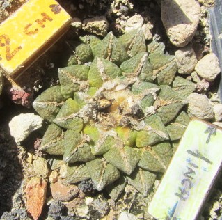 Ariocarpus <br>cv f1 lloydii x kotsc eleph