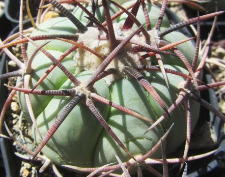 Echinocactus <br>horizonthalonius