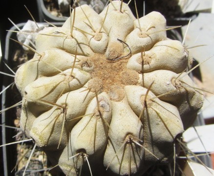 Copiapoa <br>haseltoniana