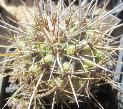 Copiapoa <br>coquimbana 