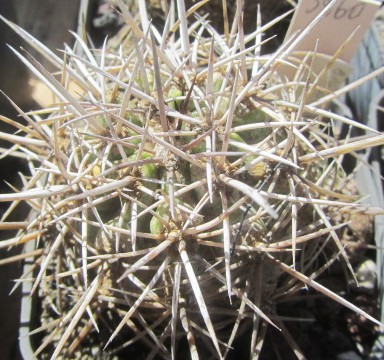 Copiapoa <br>coquimbana