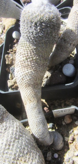 Epithelantha <br>pachyrhiza elongata
