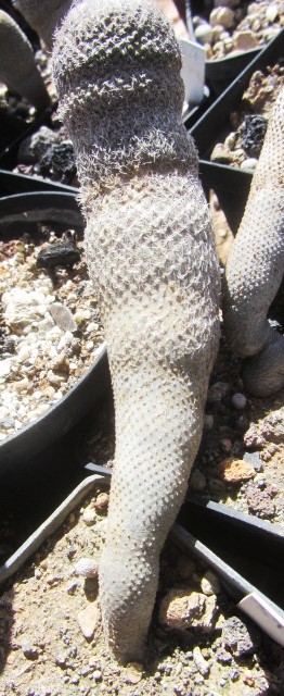 Epithelantha <br>pachyrhiza elongata