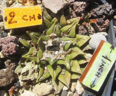 Ariocarpus <br>ret x kots f3