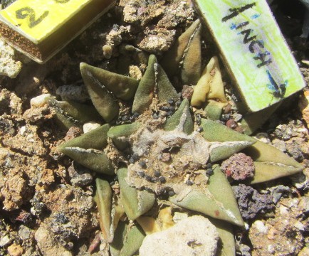 Ariocarpus <br>ret x kots f3