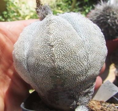 Astrophytum <br>myriostigma cv onzuka