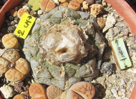Ariocarpus <br>fissuratus lloydii