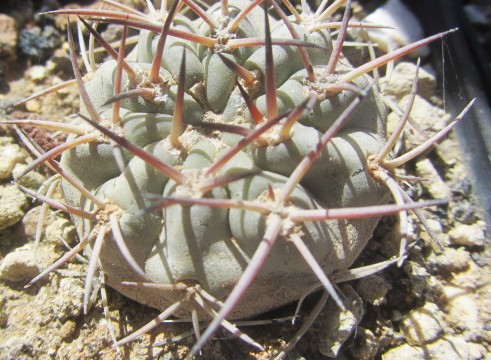 Acanthocalycium <br>thionanthum copiapoides