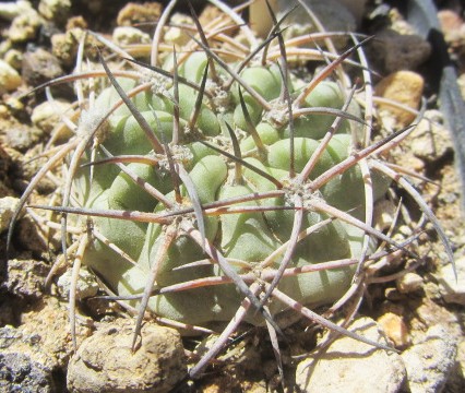Acanthocalycium <br>thionanthum fma