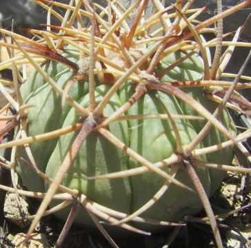 Echinocactus <br>horizonthalonius