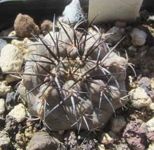 Copiapoa <br>marginata
