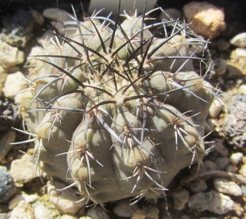 Copiapoa <br>marginata