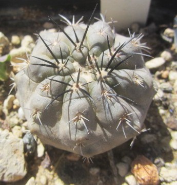 Copiapoa <br>marginata