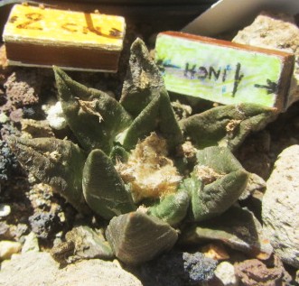 Ariocarpus <br>cv fiss x agav f2