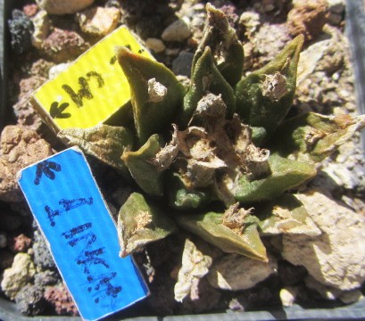 Ariocarpus <br>cv fiss x agav f2