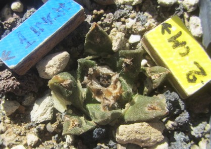 Ariocarpus <br>cv fiss x agav f2
