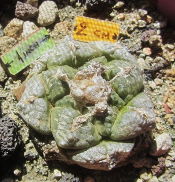 Ariocarpus <br>fissuratus lloydii