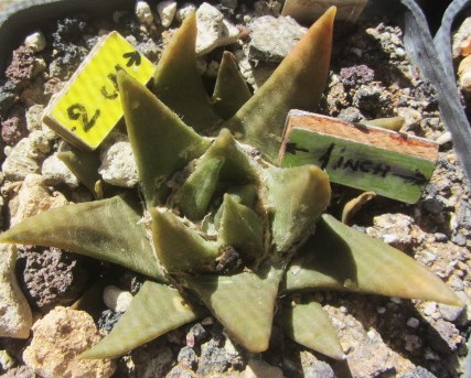 Ariocarpus <br>trigonus